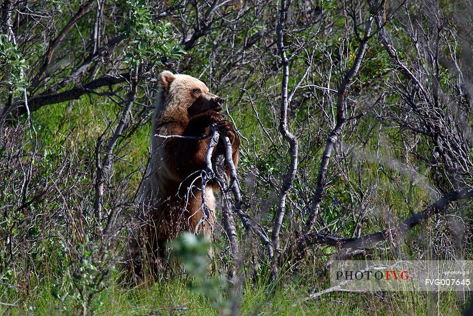 Grizzly bear in the bush, Denali National Park, Alaska
