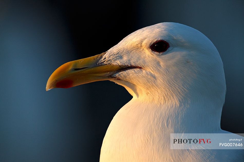 Portrait of a seagull lit by the sunset at Homer Spit, Alaska.