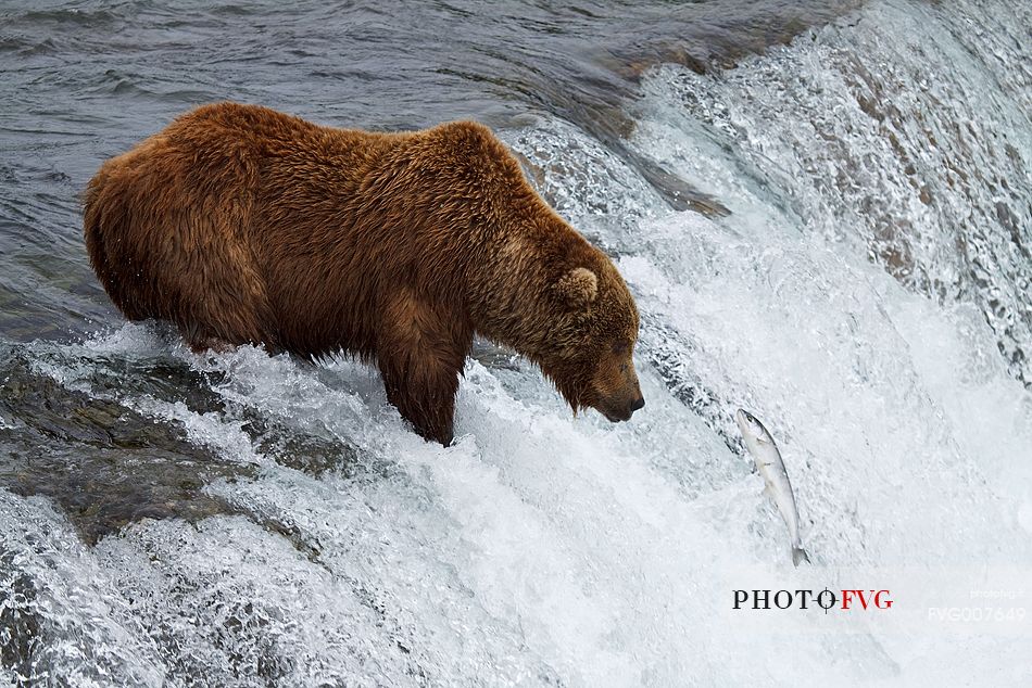 A grizzly bear fishing pink salmons on Brooks Falls, in Katmai National Park, Alaska