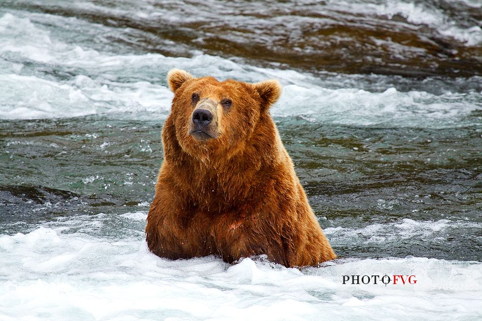 A grizzly bear fishing pink salmons on Brooks Falls, in Katmai National Park, Alaska