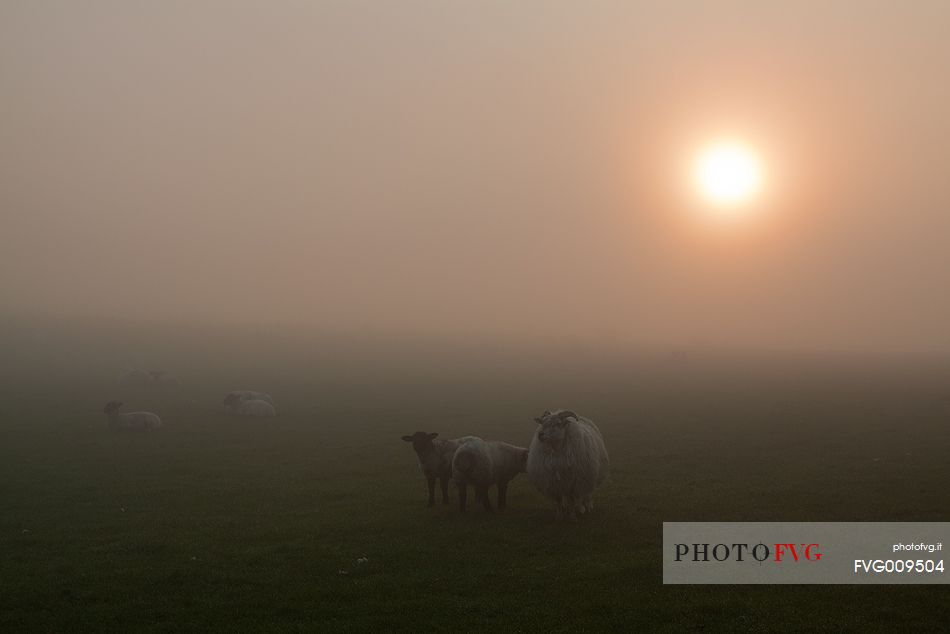 Sheep at sunrise in the Dingle Peninsula, Ireland