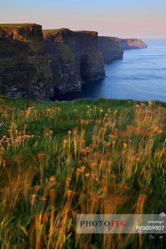 Sunrise and moving flowers in front of the majestic Cliffs of Moher, Ireland