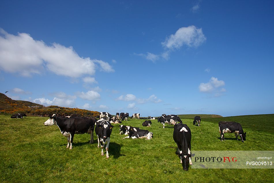 Cows in Northern Ireland