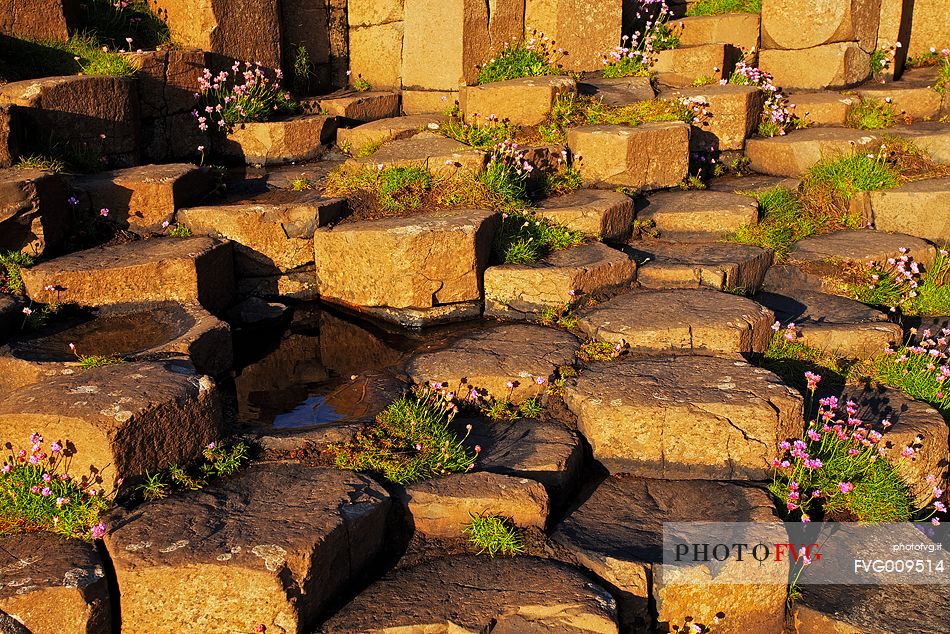 A detail of the particular rock formations of the Giant's Causeway, in Northern Ireland