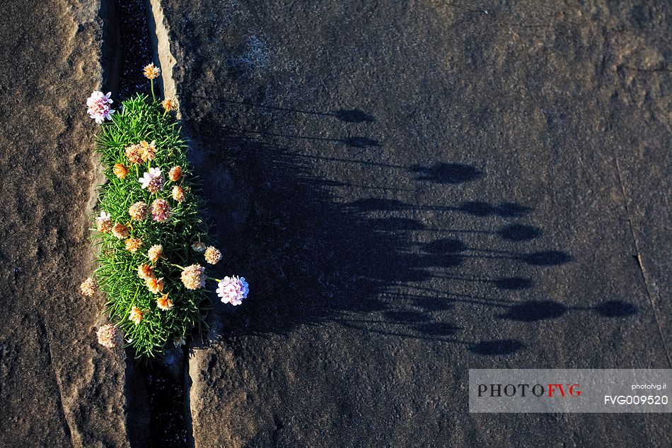 A detail of rock and flowers of the incredibles Aran Islands, Ireland