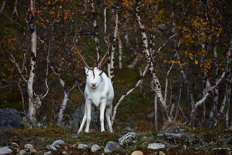 White reindeer near Kilpisjrvi.