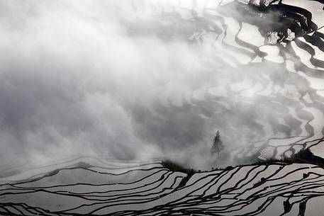 Lonely tree in Yuanyang rice terraces, Yunnan, China.