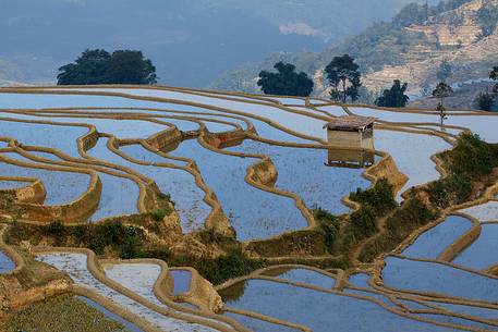 Yuanyang rice terraces, Yunnan, China.