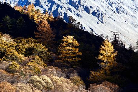 Autumn colors in Yading Nature Reserve, Sichuan, China.