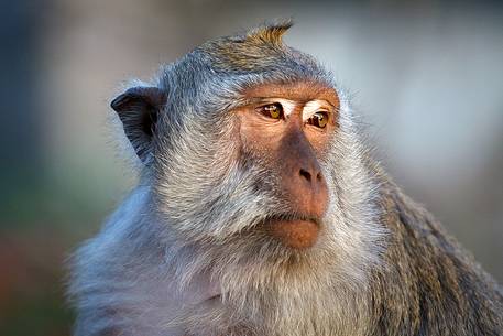 A indonesian monkey portrait.