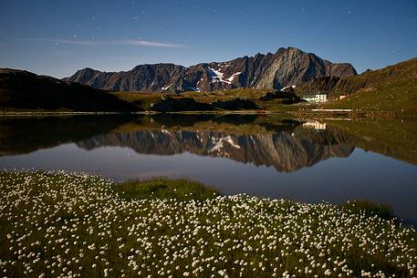 Eriofori flowers, lake and mountains at night, Stelvio National Park.