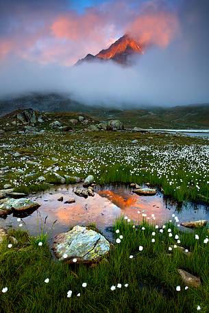 Misty sunset in Stelvio National Park. Peak reflection and summer flowers.