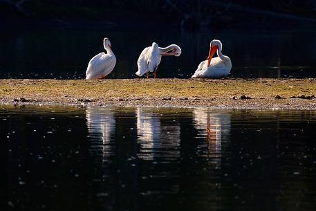 Pelicans on Snake River after sunrise, Grand Teton National Park, Wyoming. Pelicans on Snake River after sunrise, Grand Teton National Park, Wyoming.