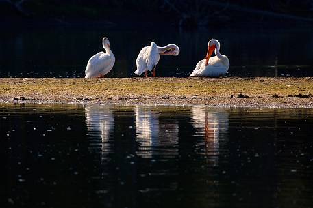 Pelicans on Snake River after sunrise, Grand Teton National Park, Wyoming.