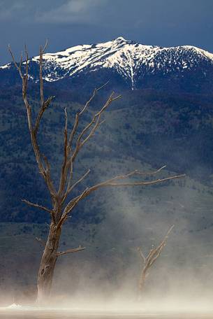 Dead tree and steam at Mammoth Hot Springs in the Yellowstone National Park, Wyoming.