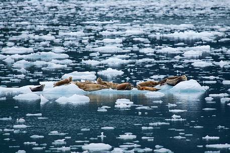 Sea lions drifting away on small icebergs, Prince William Sound, Alaska.