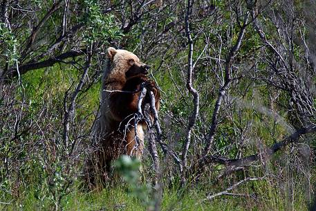 Grizzly bear in the bush, Denali National Park, Alaska