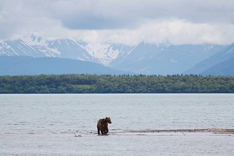 A grizzly bear in the incredible wilderness of Katmai National Park, Alaska