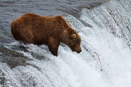 A grizzly bear fishing pink salmons on Brooks Falls, in Katmai National Park, Alaska