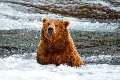A grizzly bear fishing pink salmons on Brooks Falls, in Katmai National Park, Alaska A grizzly bear fishing pink salmons on Brooks Falls, in Katmai National Park, Alaska