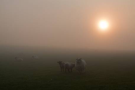 Sheep at sunrise in the Dingle Peninsula, Ireland