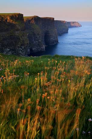 Sunrise and moving flowers in front of the majestic Cliffs of Moher, Ireland