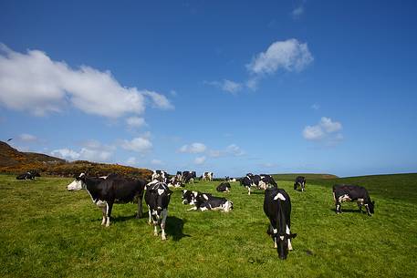 Cows in Northern Ireland