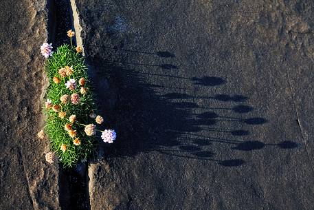 A detail of rock and flowers of the incredibles Aran Islands, Ireland A detail of rock and flowers of the incredibles Aran Islands, Ireland