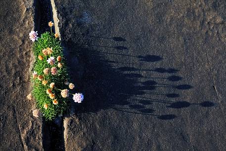 A detail of rock and flowers of the incredibles Aran Islands, Ireland