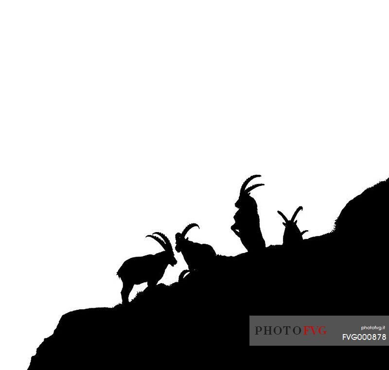 Alpine Ibex, capra ibex, black and white