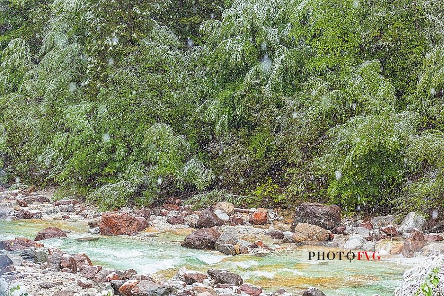 near Tarvisio under the snow spring time