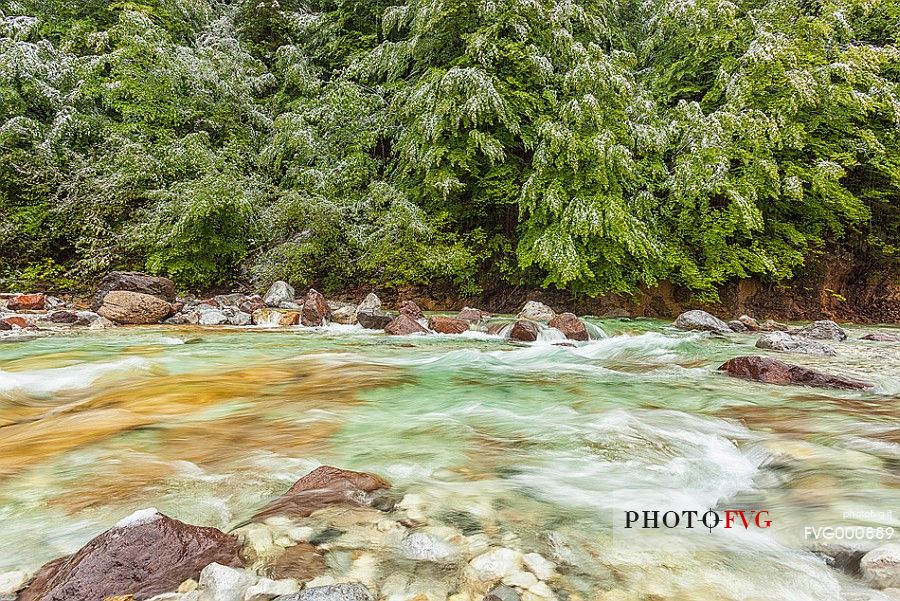 near Tarvisio under the snow spring time