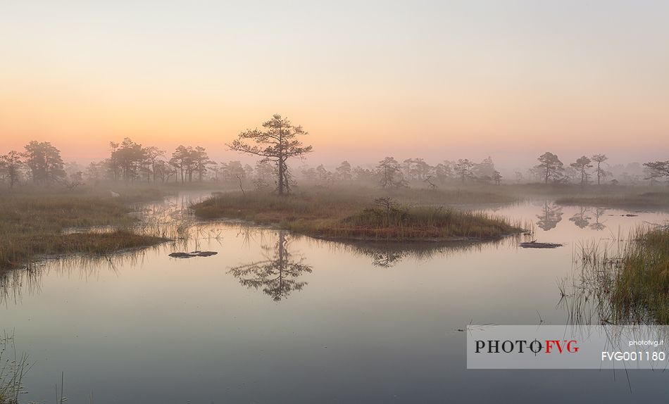 Foggy summer sunrise in Kakerdaja bog