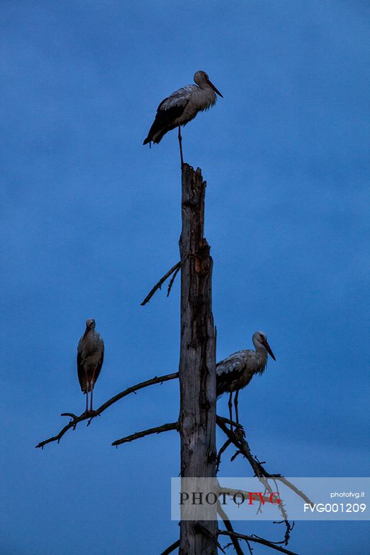 White stork in the night