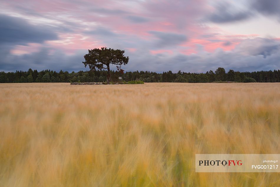 One of the oldest junipers in estonia, ca 200-300 years old