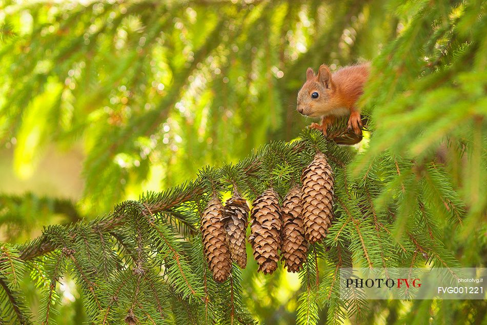 a young squirrel in its environment 