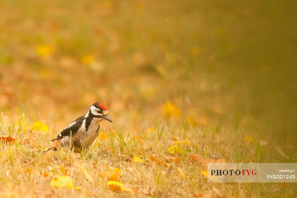 Young great spotted woodpecker 