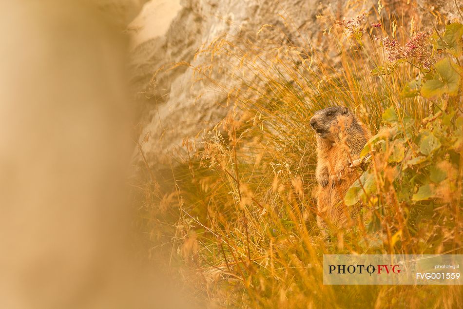 camouflages marmot