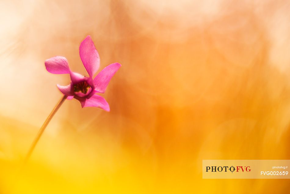 Julian Prealps Nature Park,flower Cyclamen