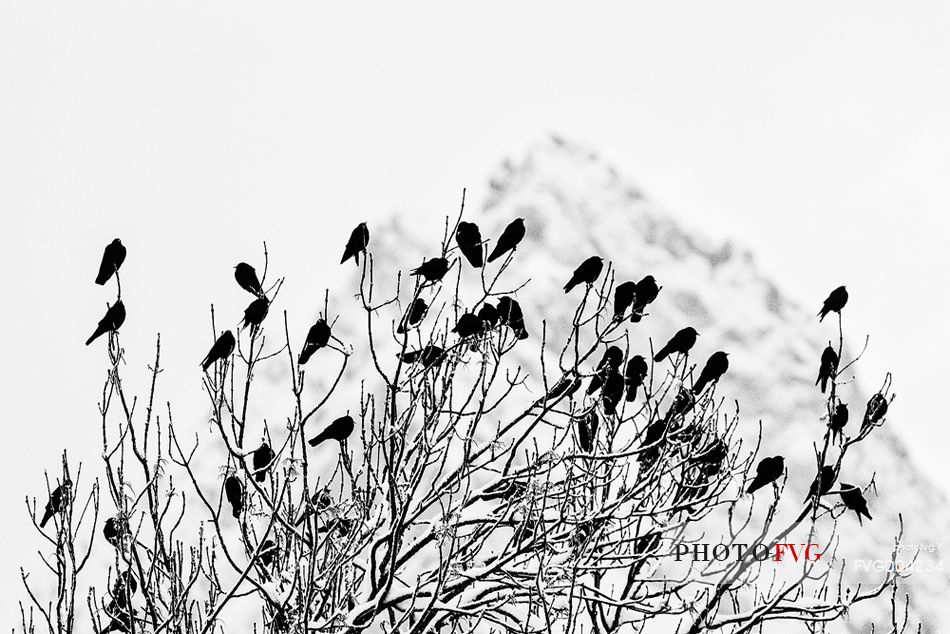 Winter sunrise in Sappada, Alpine Chough