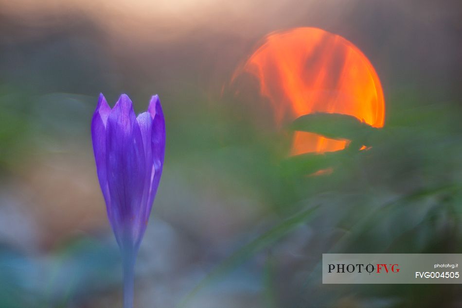 spring flowers, Crocus sativus