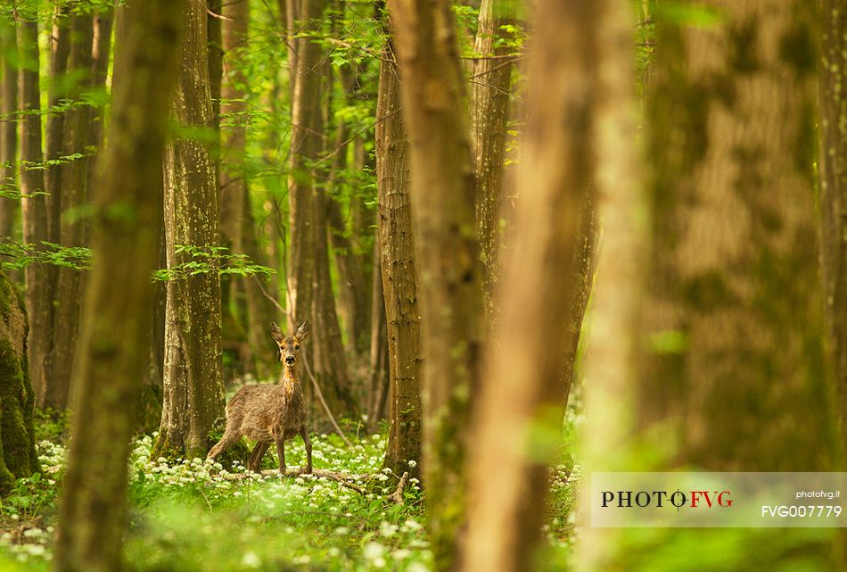 Roe deer in the spring forest