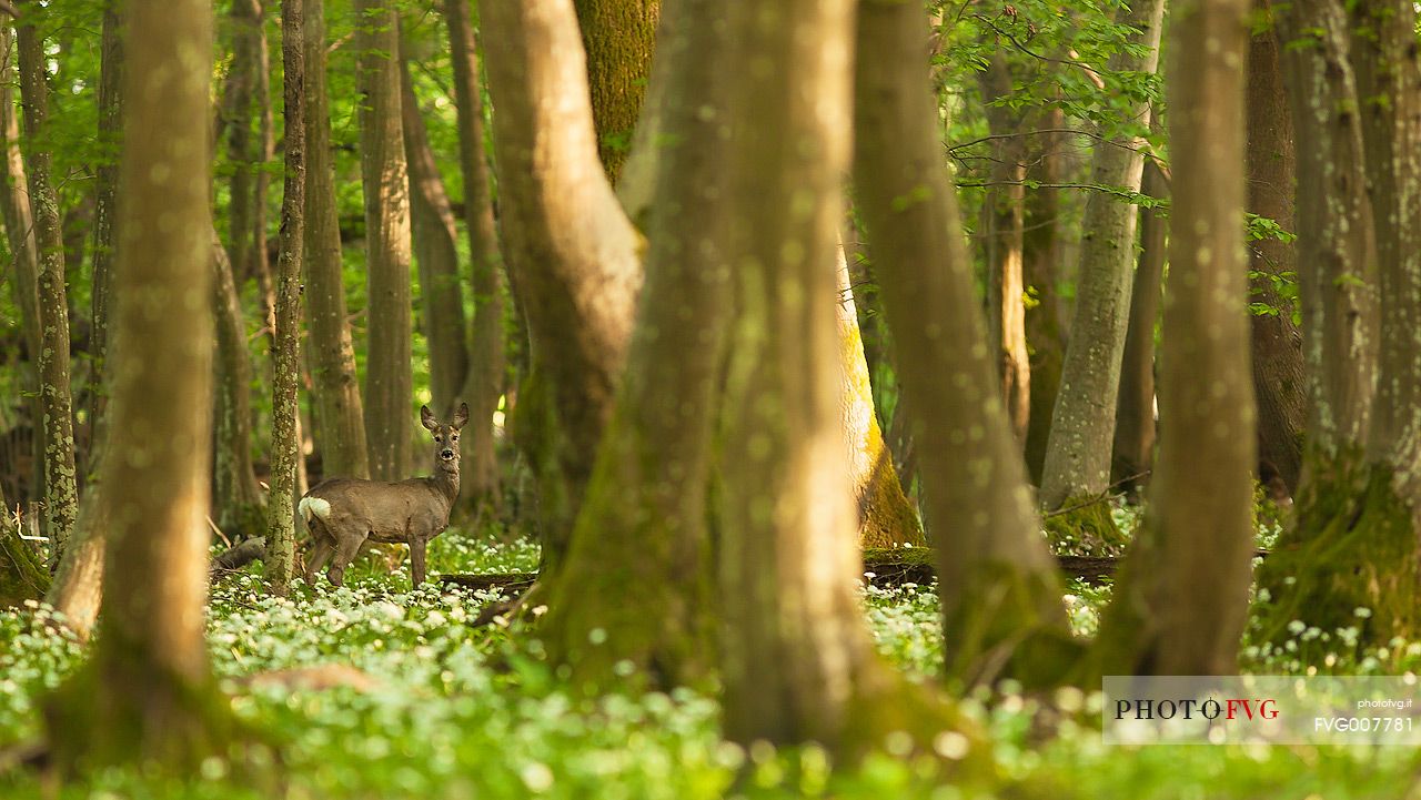 Roe deer in the spring forest