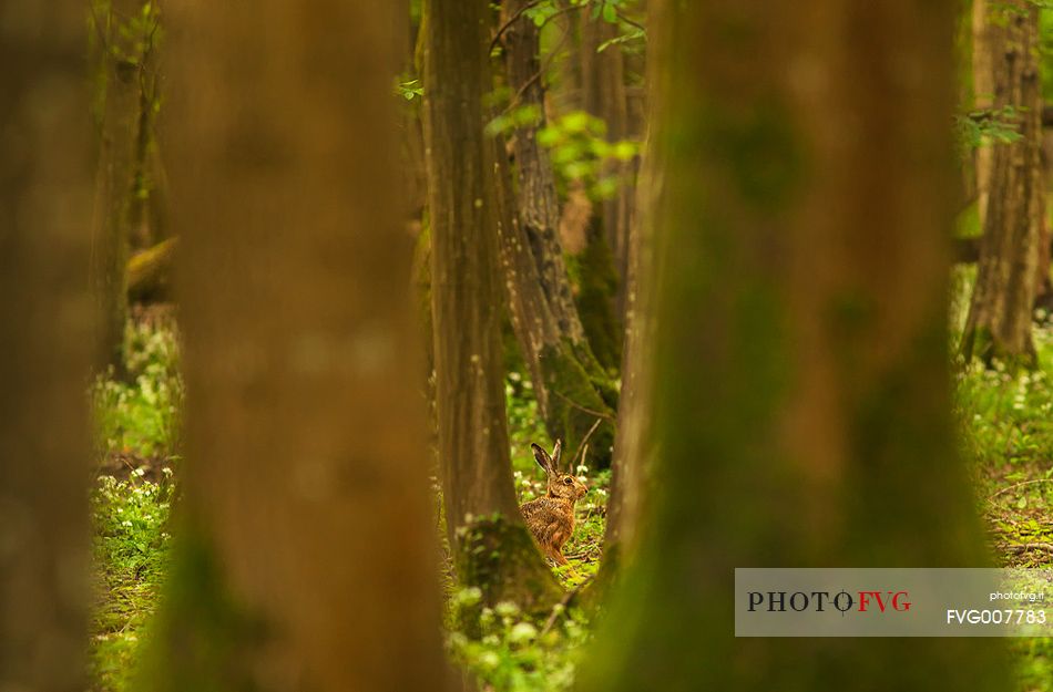 Hare in the spring forest