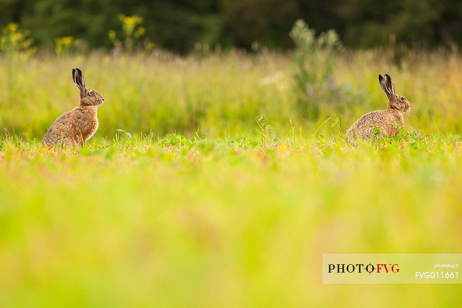 european hare ( lepus europaeus )