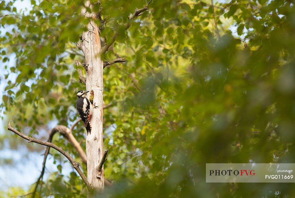 Great spotted woodpecker in its environment