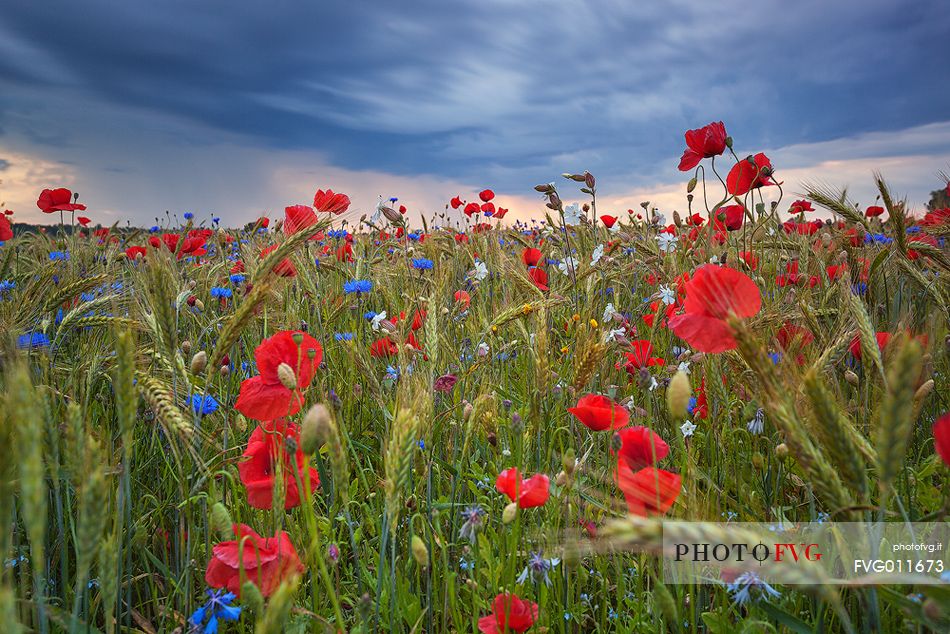 Summer fields