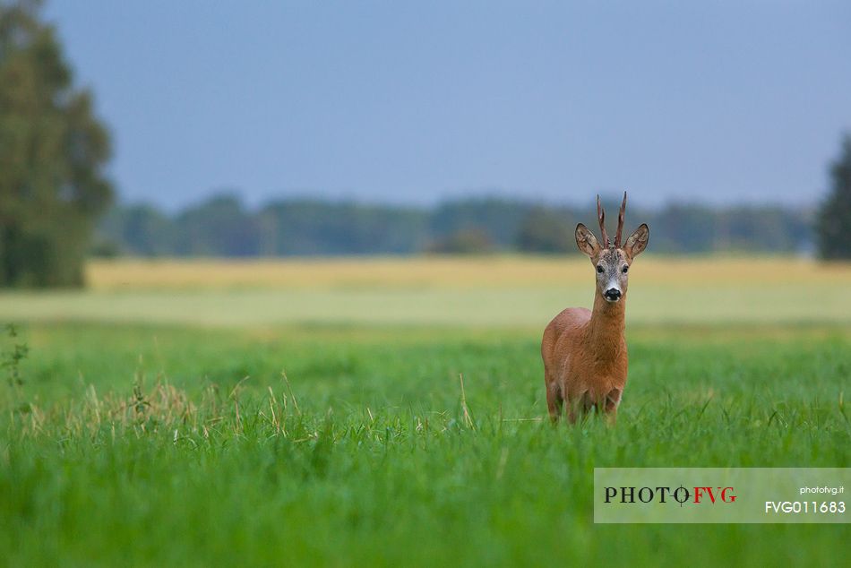  Roe deer, Capreolus capreolus