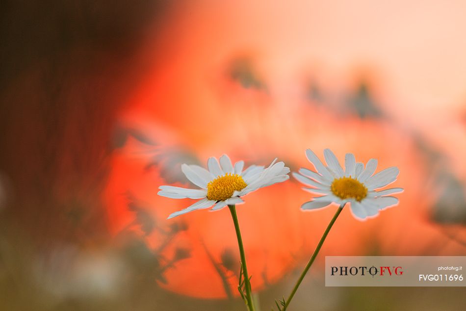 Details of Summer fields, close up  Anthemis