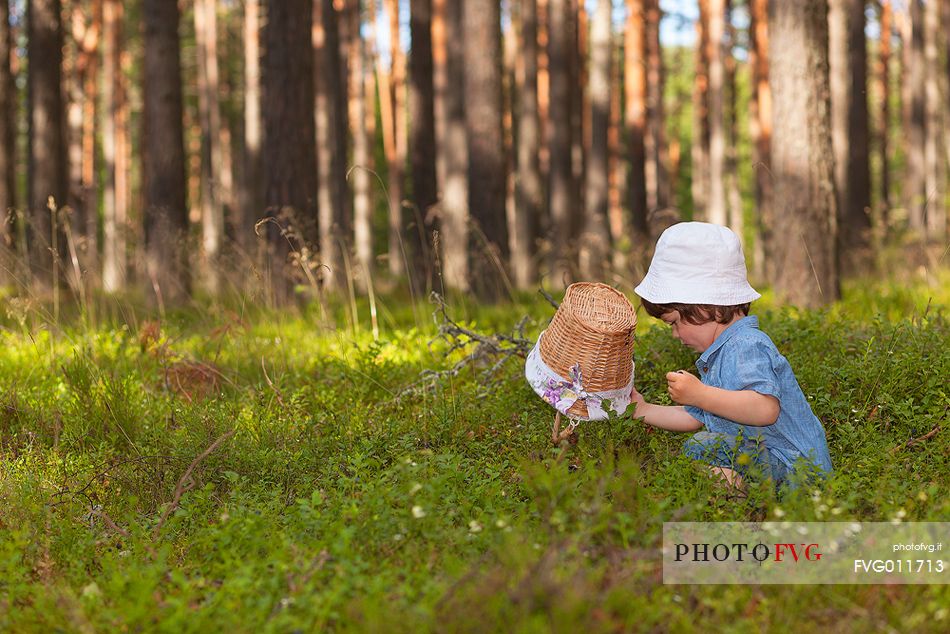 kid in the wild blueberry forest